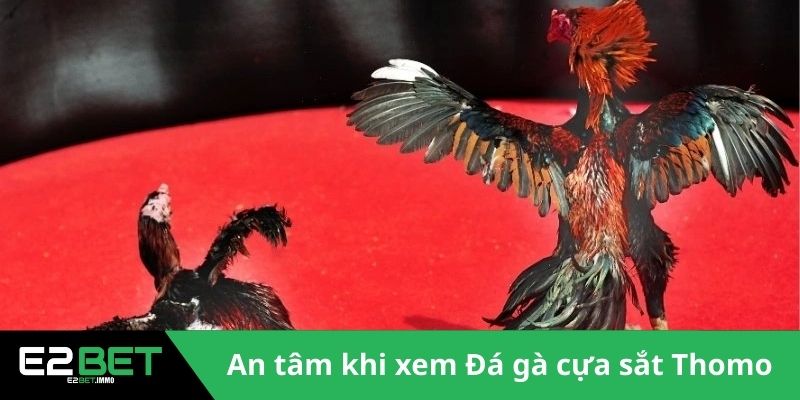 Đá Gà Cựa Sắt Thomo - Trận Chiến Rực Lửa Tại Đấu Trường Tại E2BET 2 An tâm khi xem Đá gà cựa sắt Thomo