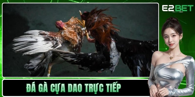 Đá gà cựa dao trực tiếp