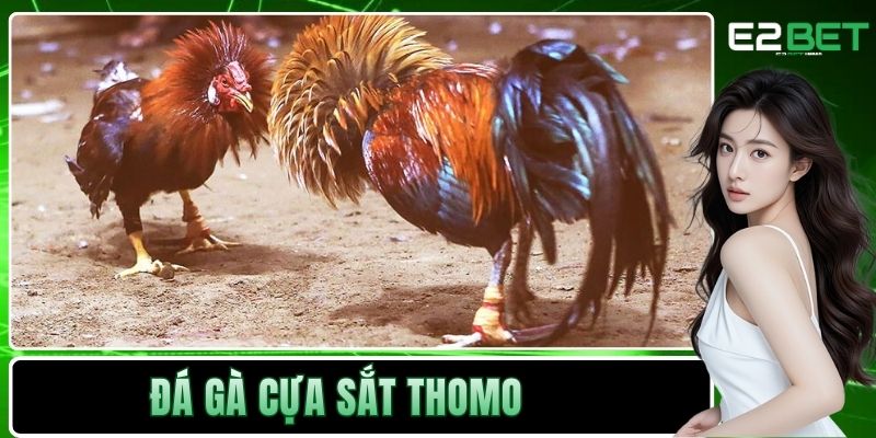 Đá gà cựa sắt Thomo