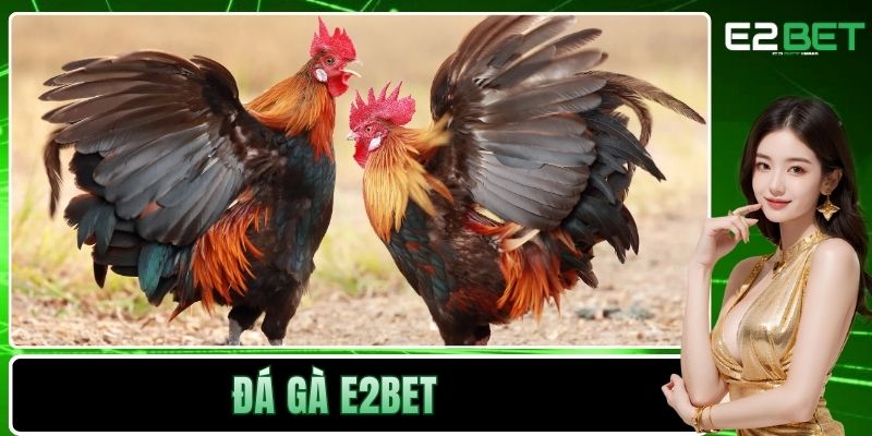 Đá Gà E2BET - Sân Chơi Kịch Tính Và Minh Bạch Cho Bạn 1 Đá Gà E2BET