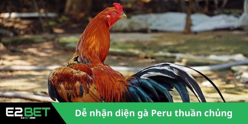Gà Chiến Peru - E2BET Bật Mí Đặc Điểm Vượt Trội Trên Đấu Trường 3 Dễ nhận diện gà Peru thuần chủng