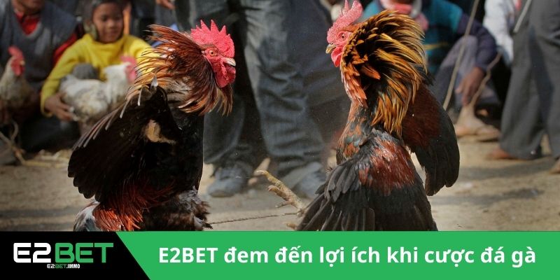 E2BET đem đến lợi ích khi cược đá gà 
