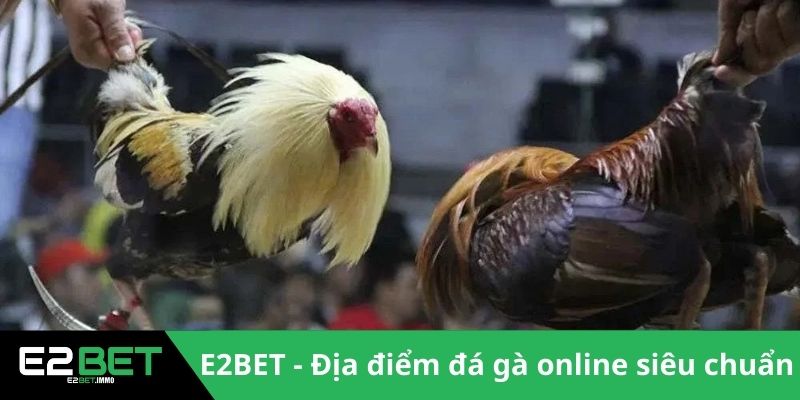 Giải CPC4 Đá Gà | Những Màn So Tài Đỉnh Cao Tại Thomo 4 E2BET - Địa điểm đá gà online siêu chuẩn