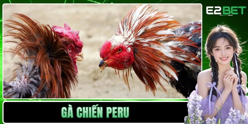 Gà chiến Peru