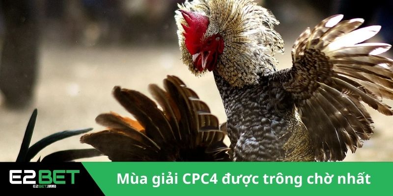 Giải CPC4 Đá Gà | Những Màn So Tài Đỉnh Cao Tại Thomo 2 Mùa giải CPC4 được trông chờ nhất