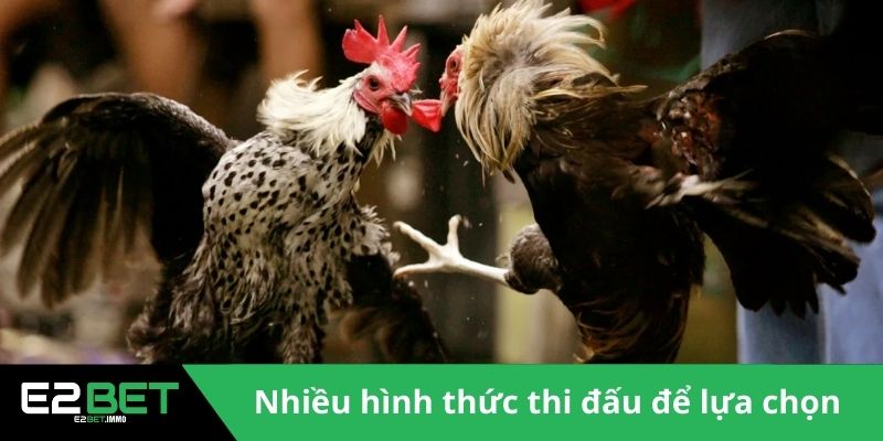 Đá Gà E2BET - Sân Chơi Kịch Tính Và Minh Bạch Cho Bạn 4 Nhiều hình thức thi đấu để lựa chọn