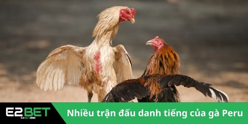 Gà Chiến Peru - E2BET Bật Mí Đặc Điểm Vượt Trội Trên Đấu Trường 4 Nhiều trận đấu danh tiếng của gà Peru