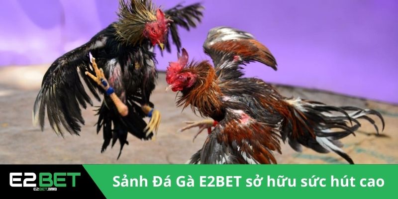 Đá Gà E2BET - Sân Chơi Kịch Tính Và Minh Bạch Cho Bạn 2 Sảnh Đá Gà E2BET sở hữu sức hút đặc biệt