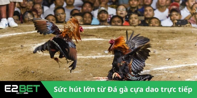 Sức hút lớn từ Đá gà cựa dao trực tiếp