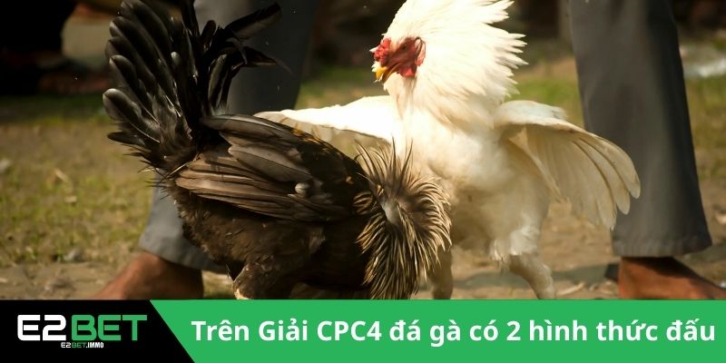 Giải CPC4 Đá Gà | Những Màn So Tài Đỉnh Cao Tại Thomo 3 Trên Giải CPC4 đá gà có 2 hình thức đấu chính